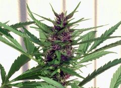 top-bud-65-dias.jpg