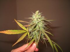 Top Bud Clone do pren 3