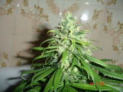 bud da melancia sem hps