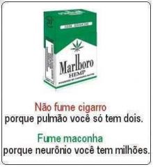 maconha.jpg