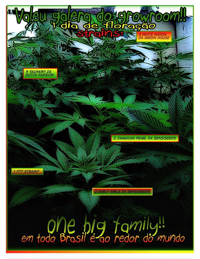 White Widow, Skunk#11, Early girl e Jamaican pearl