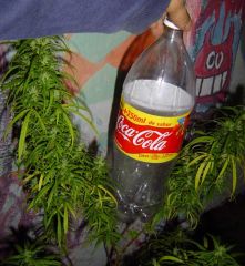 bigcoke