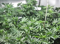 growroom 22-05-07