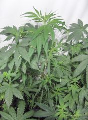 Sativa - "o clone - 2004" - problemas com ph