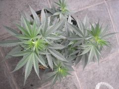 Quase 4 Top Buds...