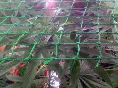 Scrog visto de perto, altura a partir do solo (47 cm)