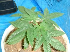 grow 010A.JPG