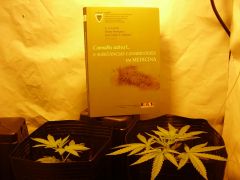 Livro: Cannabis Sativa L. e susbstancias cannabinoides em me