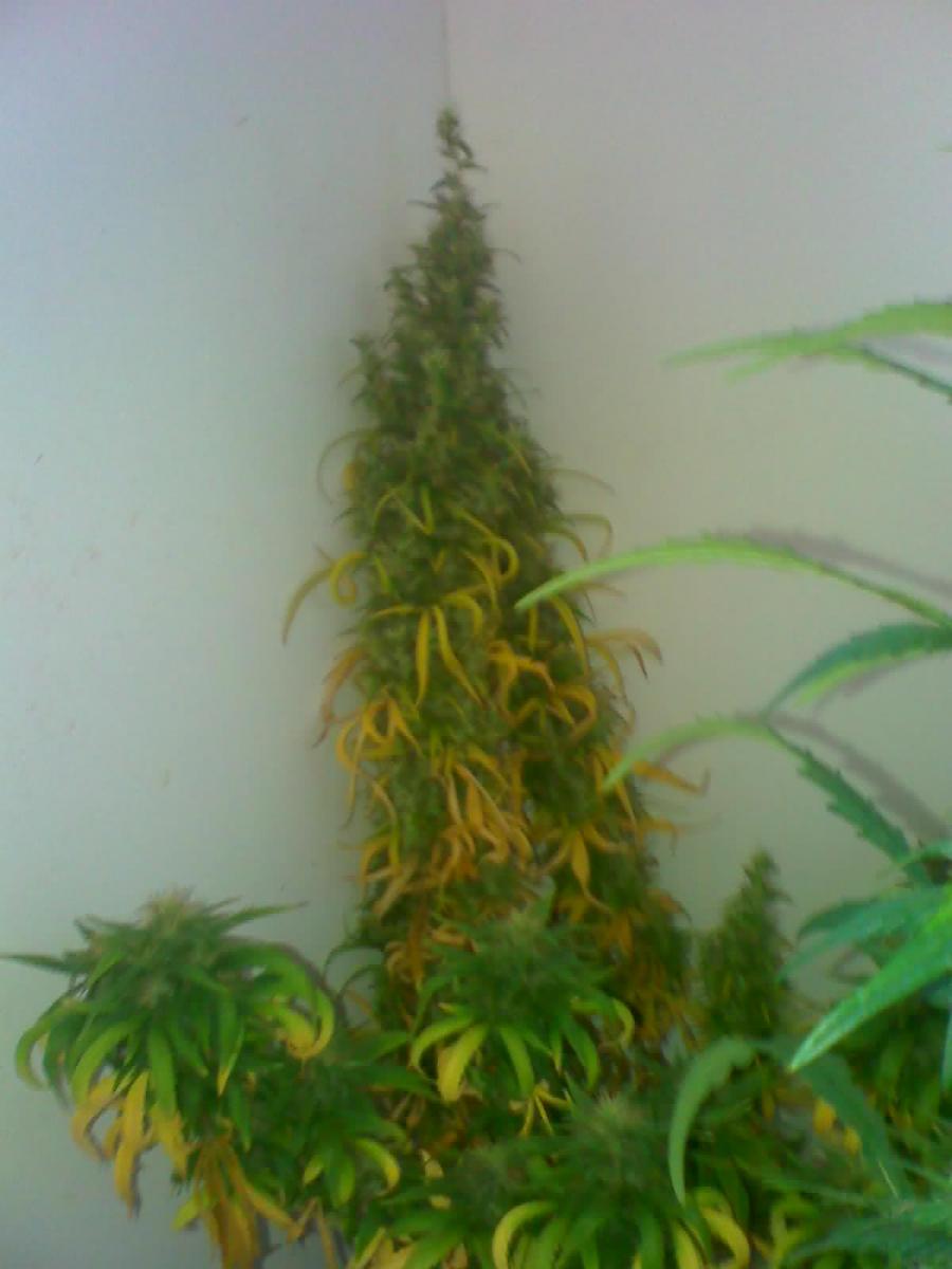 2° cultivo