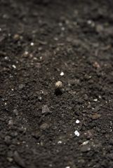 Germinando..