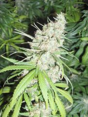 Lemon Drop Kush x Suge\'s Kush 1.jpg