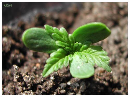 Fotos das plantas em meu primeiro cultivo