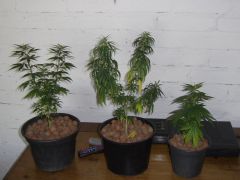 grow 19.06.06 044.jpg