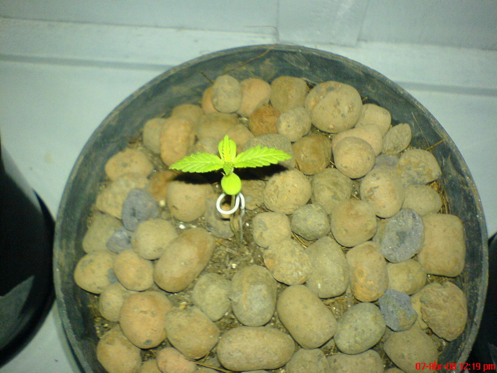 1º cultivo...ww e thai haze skunk...