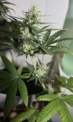 Litle Bud's