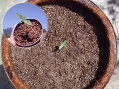 1semana, transplante