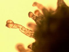 Tricoma da SH com 8 semanas de floração 1