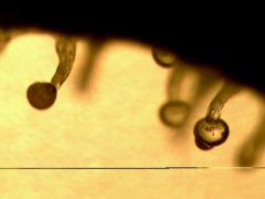 Tricoma da SW com 8 semanas de floração 1