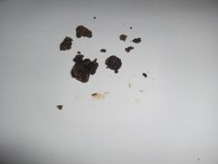 hash oil 3.jpg