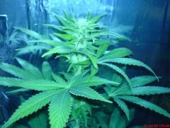 white widow#2 .......20 dias floração