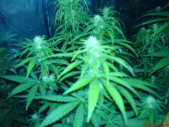 white widow#1....20 dias d floração