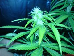 white widow#3