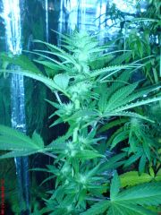 white widow#1 22 dias flora