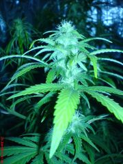 white widow#2  22 dias flora