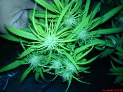 thai haze skunk....7 tops ????