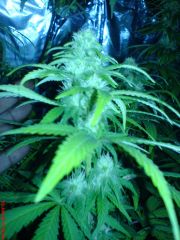25 dias flora ww#1