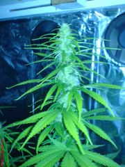 25 dias flora pren#1