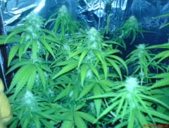 buds ww#1