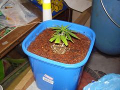 clone no côco transplante 4.JPG