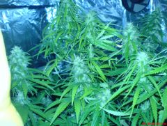 30 dias d flora
