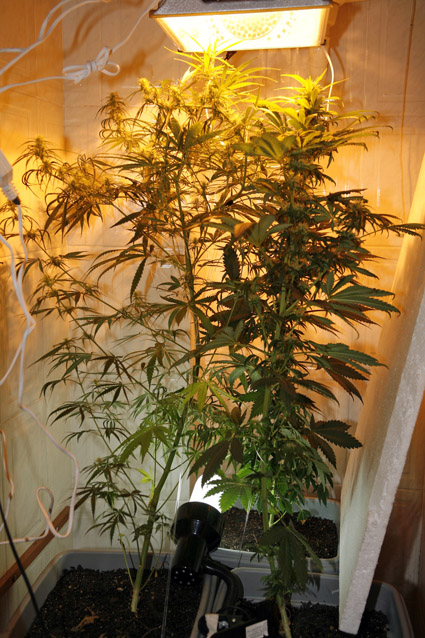 2º cultivo