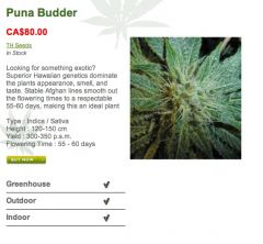 Puna Budder