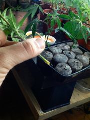 Puna Budder Clones