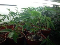 Puna Budder Clones