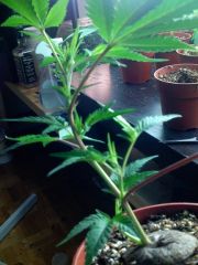 Puna Budder Clones