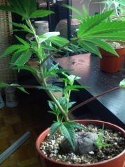 Puna Budder Clones