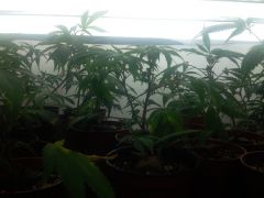 Puna Budder Clones