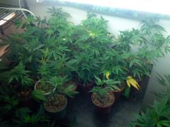 Puna Budder Clones