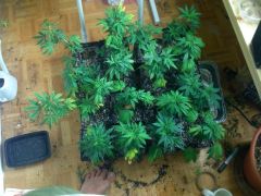 Puna Budder Clones