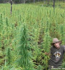 cannabis wold