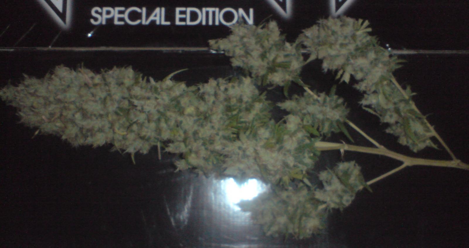 White Widow