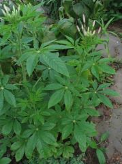 Cleome hassleriana