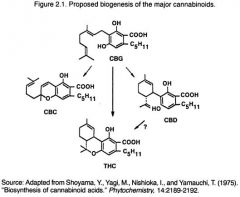 Biogenesis Cannabinoids.JPG