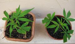 Clones transplantados