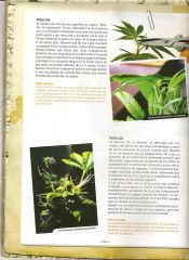 Revista THC - Podas