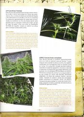 Revista THC - Podas